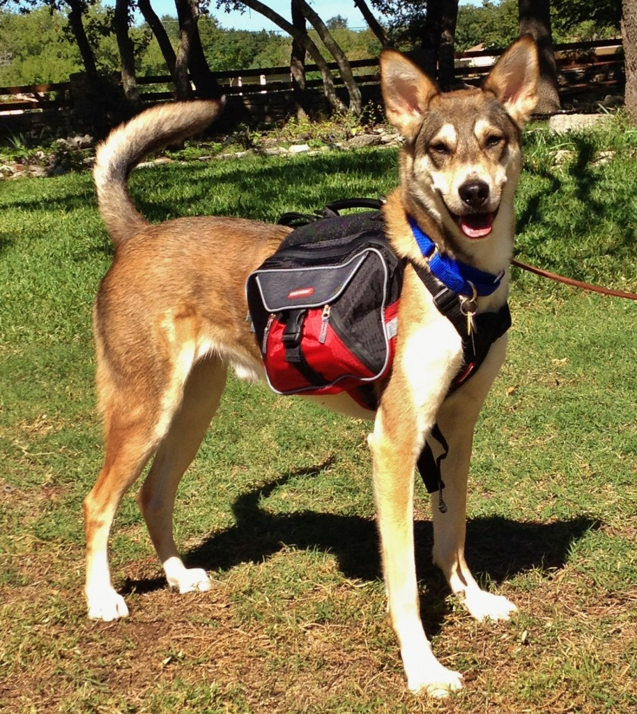 Doggy Backpacks The Crossover Trainer s Blog